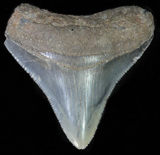 Juvenile Megalodon Tooth - Serrated Blade #61840